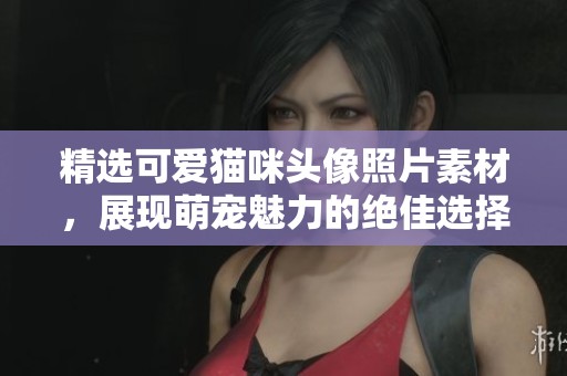 精选可爱猫咪头像照片素材，展现萌宠魅力的绝佳选择