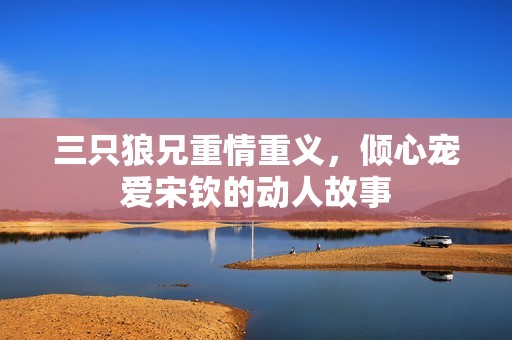 三只狼兄重情重义，倾心宠爱宋钦的动人故事